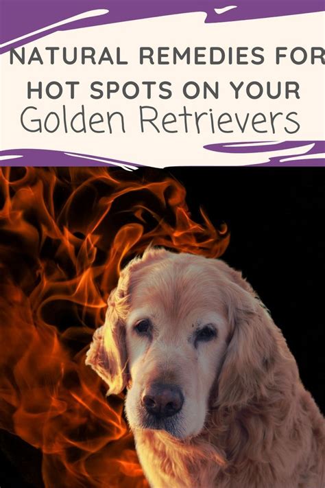 Natural Remedies For Hot Spots On Your Golden Retriever In 2023 Dog