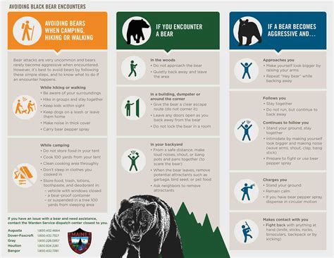Black Bears How To Avoid Or Resolve A Wildlife Conflict Living With