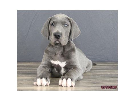 Great Dane Dog Male Blue 2661369 Petland Columbus Ohio