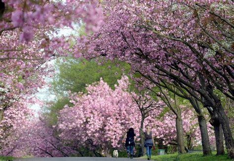 Cveće U Proleće Opojni Mirisi širom Sveta