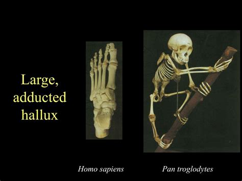 Ppt The Functional Anatomy And Evolution Of Bipedalism Powerpoint