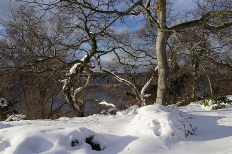 Fort Tryon Park Winter Editorial Stock Photo Image Of City 66066078