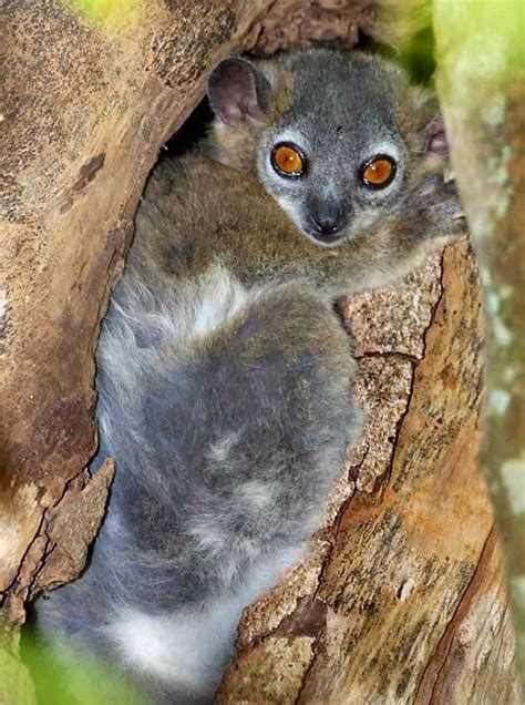Pin By Bonnie Cook On Leaping Lemurs Madagascar Animals Lemur Primates