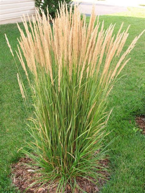 Calamagrostis Karl Foerster — Verdify