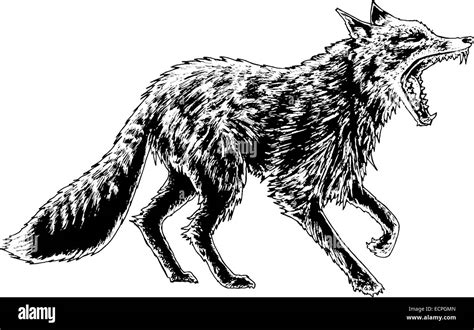 Fox Black And White Illustration Stock Vector Image And Art Alamy