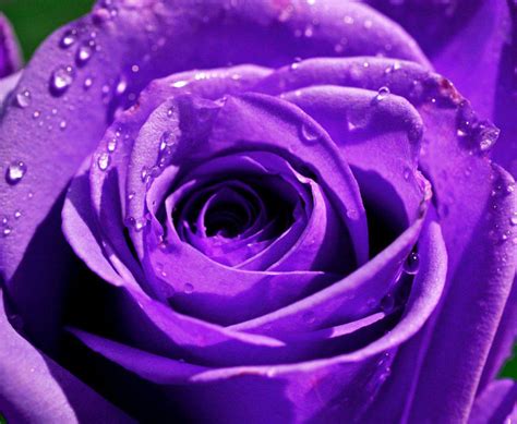 Purple Rose Wallpaper Hd Purple Roses Rose Garden Wallpaper Beautiful