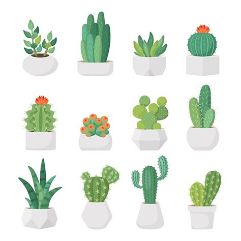 Dibujos Animados De Cactus Y Suculentas En Macetas Vector Set Vector