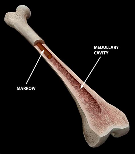 3d Skeletal System Compact Bone Spongy Bone And Osteons