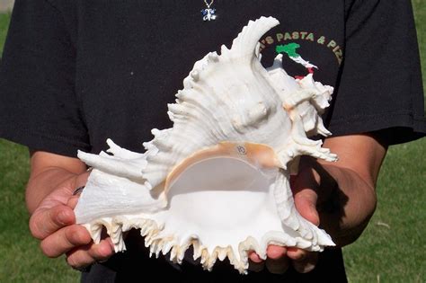 Argonauta Hians Brown Paper Nautilus Seashell Very Rare