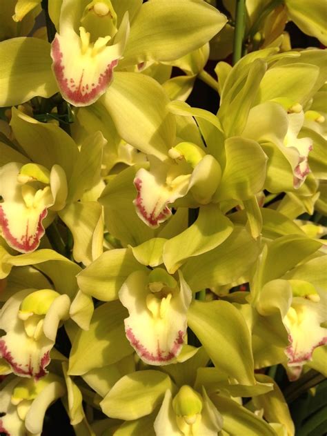 Yellow Cymbidium Orchid Cymbidium Orchids Orchids Beautiful Flowers