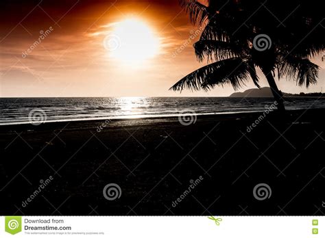 Tropical Sunset With Palm Trees Silhouette Stock Image Image Of