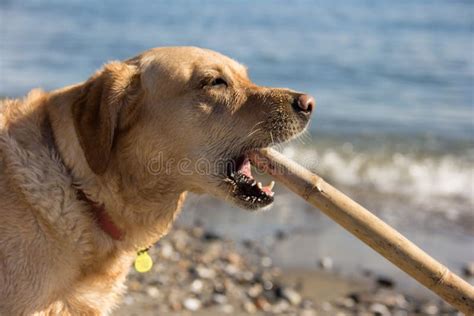 Dog On The Beach With A Stick In His Mouth Stock Image Image Of Beach