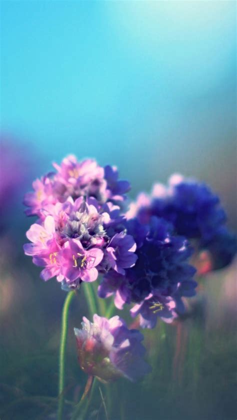 Purple Field Flower Iphone 5 Wallpaper Hd Free Download