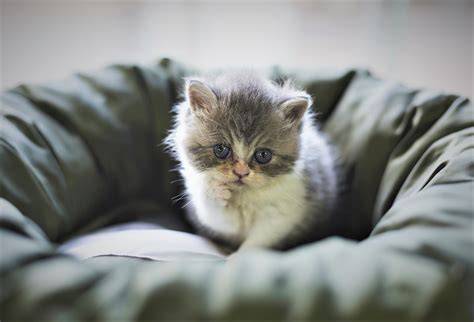 Baby Animal Kitten Pet Pillow Cat Cute Wallpaper Coolwallpapersme