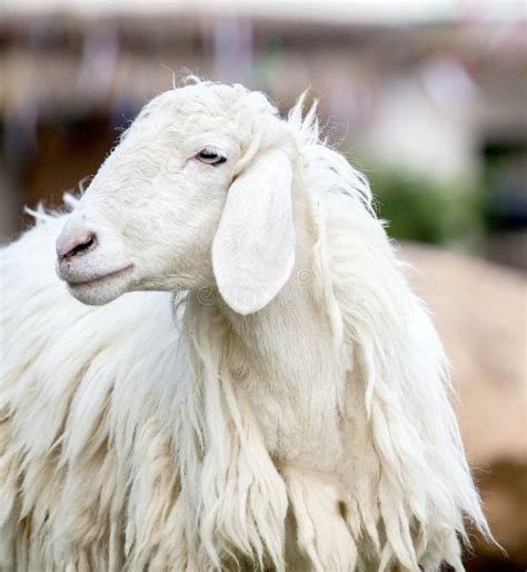 Long Wool Sheep Stock Image Image Of Nature Farming 2910617