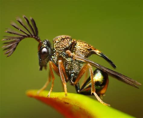 A Bugs Life Macro Pictures Of Exotic Insects By Rundstedt Rovillos