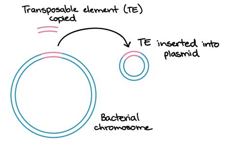 Conjugation Transformation And Transduction Bacteria Article Khan Academy Genetic