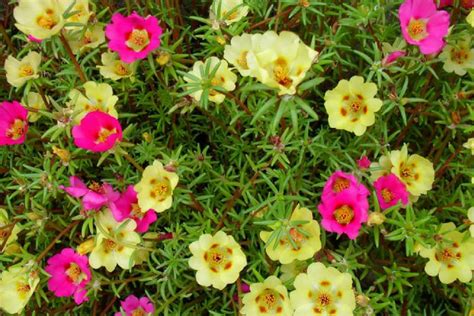 Hanoi is the vibrant capital of vietnam and it is also one of the bright lights of cities in asia. 6 Plants That Can Cool Down Your Condo This Summer