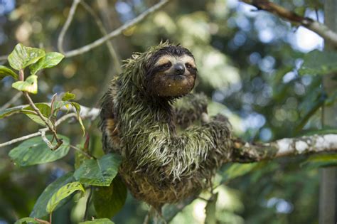 7 Ts That Rainforests Give To Humanity Sloth Conservation