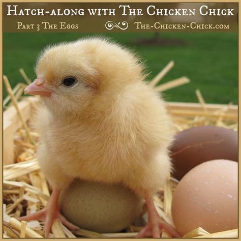 hatching the chicken chick®