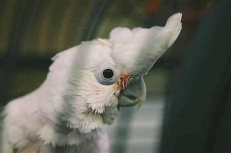 Our goffin cockatoo seems to be comfortable already after 2 hours of being home. Goffin Cockatoo