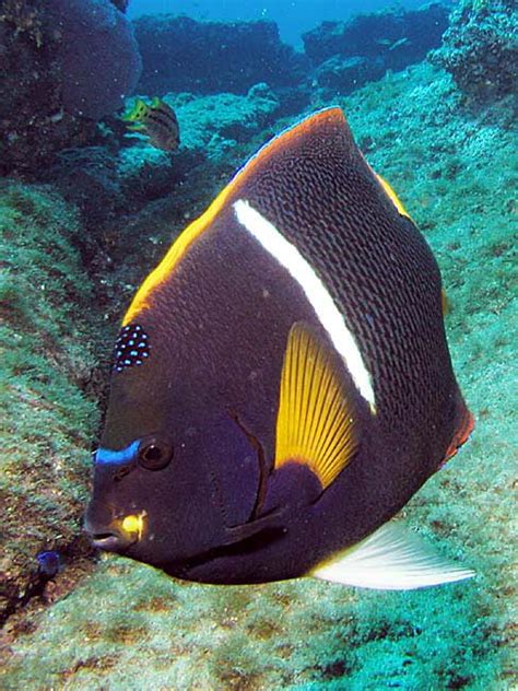 King Angelfish Pictures And Species Identification