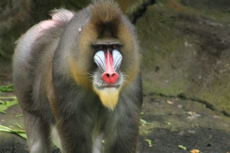 Mandrill The Largest Monkey Of Africa Taman Safari Bali