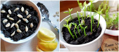 Grow A Fruiting Lemon Tree From Seed In Your Own Home