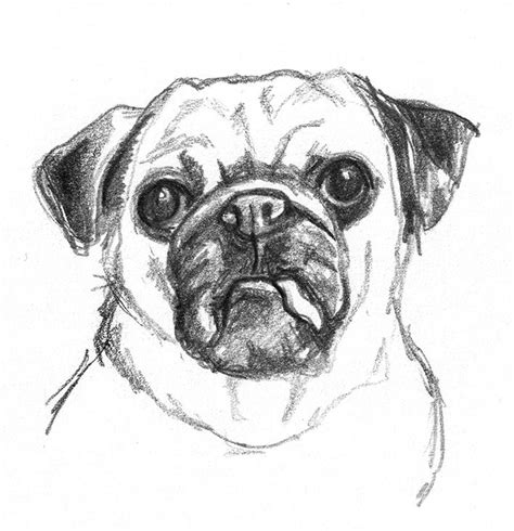 Graphite pencil drawing board drawing paper kneaded eraser how to draw a dog by mark and mary willenbrink 1. Dog sketches - Pencil drawings of dogs | Dog sketch, Dog ...