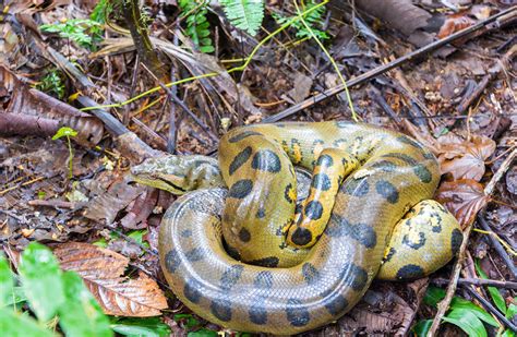 最大的蛇在亚马逊十大蟒蛇的事实——热带雨林邮轮华体会国际华体会介绍 Hth官网注册