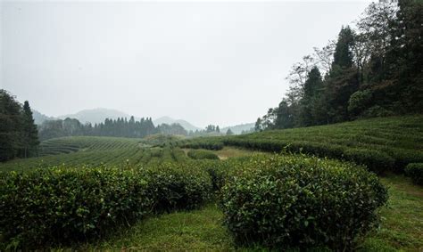 The Most Beautiful Tea Plantations In China