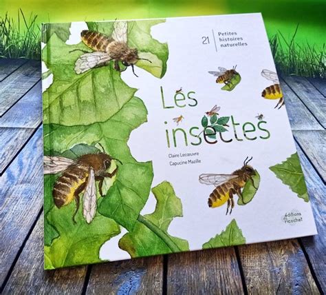 Les Insectes Livre Enfant Livre Jeunesse Livre