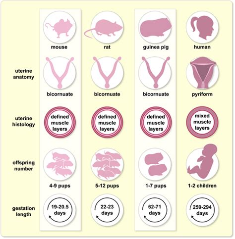 Uterine Contractions In Rodent Models And Humans Malik 2021 Acta
