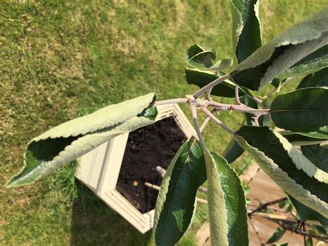 Apple Tree Leaf Curling — Bbc Gardeners World Magazine