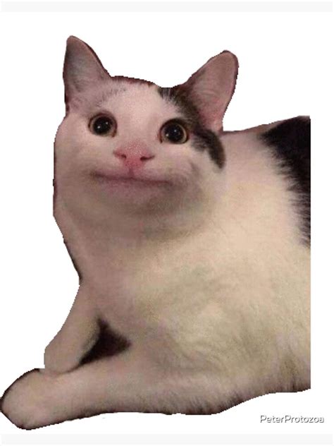 Meme Cat Polite Cat Photographic Print By Peterprotozoa