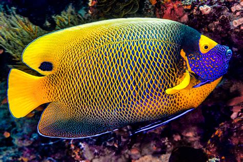 Yellow Mask Angelfish Pomacanthus Xanthometopon A Photo On Flickriver