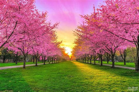 Cherry Blossoms In Perspective Beautiful Images Nature Beautiful