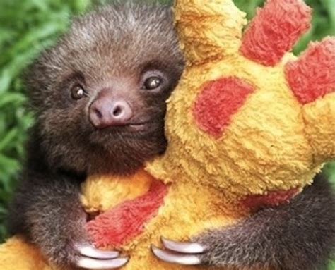 15 Adorable Photos That Prove That Sloths Are The Best Huggers Thethings