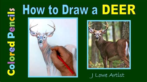 How To Draw A Deer With Colored Pencils Step By Step Youtube