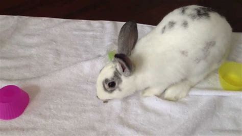 Cutest Bunny Rabbit Ever Good Luck Marshmallow 008 Youtube