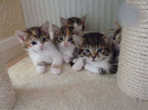 Adorable Kittens For Sale Epping Essex Pets4homes