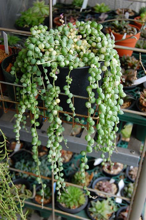 Cacti and succulents can actually produce beautiful flowers, provided they have the right conditions. Craftsy.com | Express Your Creativity! | Hanging ...