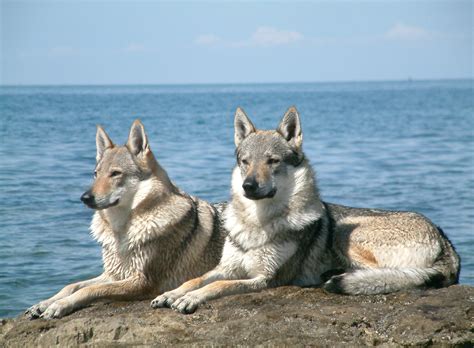 Czechoslovakian Wolfdog Info Temperament Training Puppies Pictures