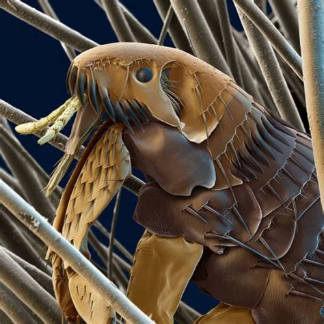 Fleas Under An Electron Microscope Tommys Look At The World Cat
