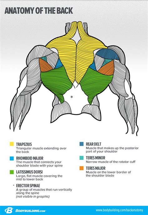 Human Back Muscles Chart Bodybuilders Anatomy Chart