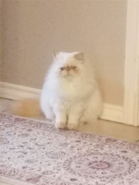 Get a ragdoll, bengal, siamese and more on kijiji 3/4 male himalayan cat 9 weeks old. Himalayan Cats For Sale | Plano, TX #295490 | Petzlover