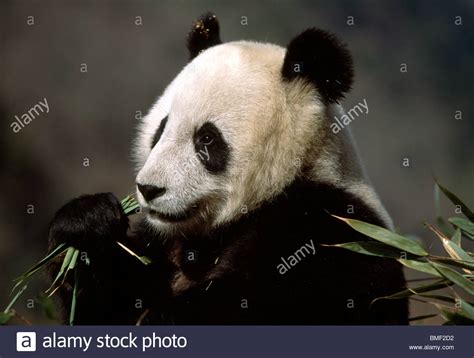 Panda Bears Eating Bamboo Hi Res Stock Photography And Images Alamy
