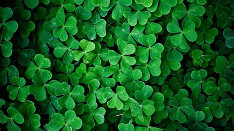 Four Leaf Clover Plant Leaves Hd Four Leaf Clover Wallpapers Hd