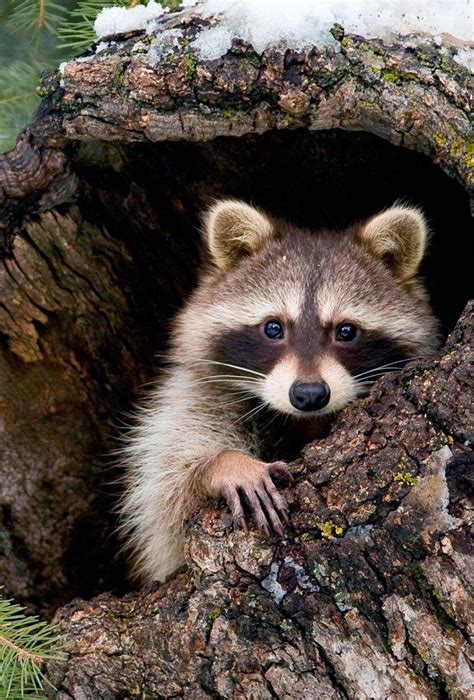 Cute Raccoon Wallpapers Top Free Cute Raccoon Backgrounds