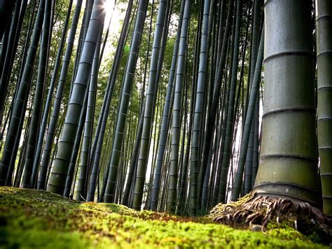 Bamboo Forest High Quality Hd Wallpaper Preview